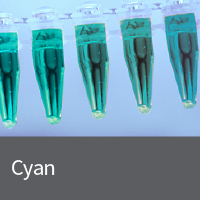 Cyan fluorescent protein plasmids