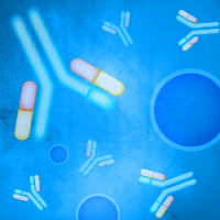 Monoclonal and polyclonal antibodies to detect cyan fluorescent proteins AmCyan1 and ECFP