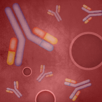 Antibodies to GFP variants, mCherry and other fluorescent proteins