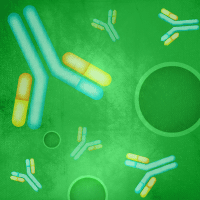 GFP antibody, EGFP antibody, Green Fluorescent Protein Antibodies