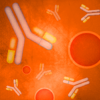 Monoclonal antibody for detecting mOrange & mOrange2 fluorescent proteins.