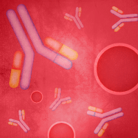 antibodies to detect tdTomato, mCherry, and the DsRed family of fluorescent proteins