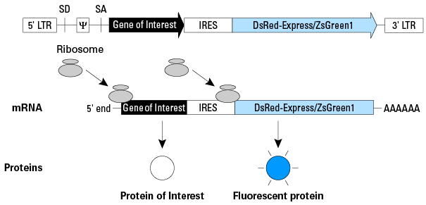 Schematic diagram of bicstronic mRNA translation