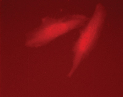 Retro-X IRES Living Colors Vectors are ideal for visualizing infected cells