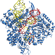 Guide-it Recombinant Cas9 protein