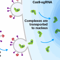 Cas9-sgRNA gesicle production