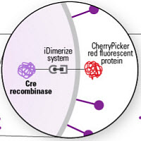 Delivery of Cre recombinase protein using cell-derived nanovesicles