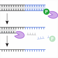 Guide-it Long ssDNA Production System