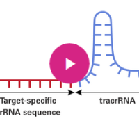 crispr cas9 presentation