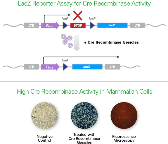 Testing gesicle delivery and Cre recombinase activity 