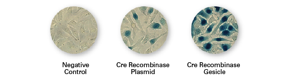 cells display markedly faster Cre recombinase activity following the gesicle treatment compared to plasmid transfection.