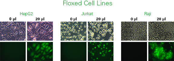 Cre Recombinase Gesicles maintain efficient delivery and high levels of activity regardless of cell type.