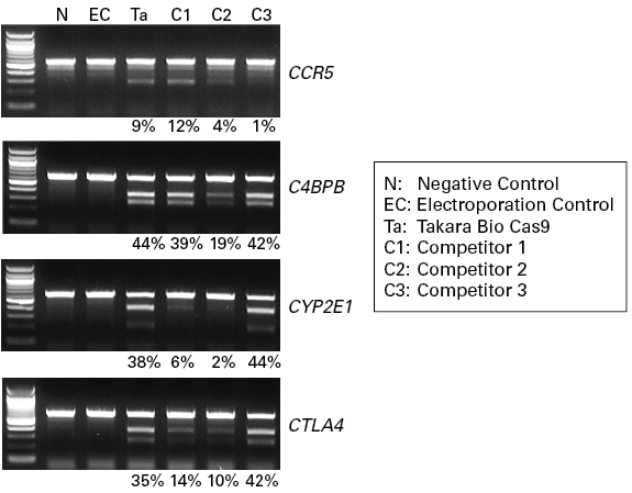 Comparision of knockout efficiency of common gene targets using Takara Bio Cas9 and Cas9 from 3 competitors