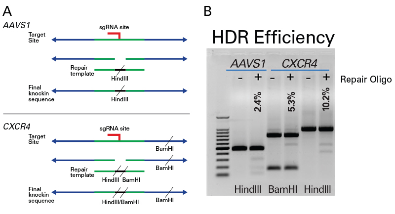 CRISPR/Cas9 mediated gene editing 