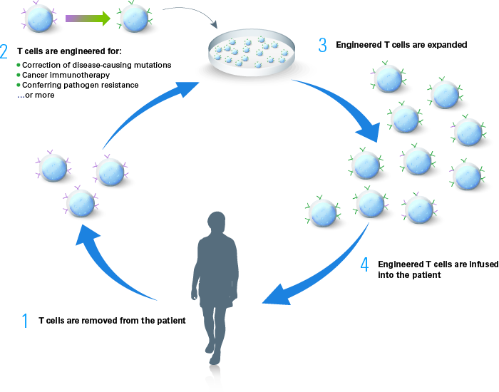 workflow for T cell-based therapies