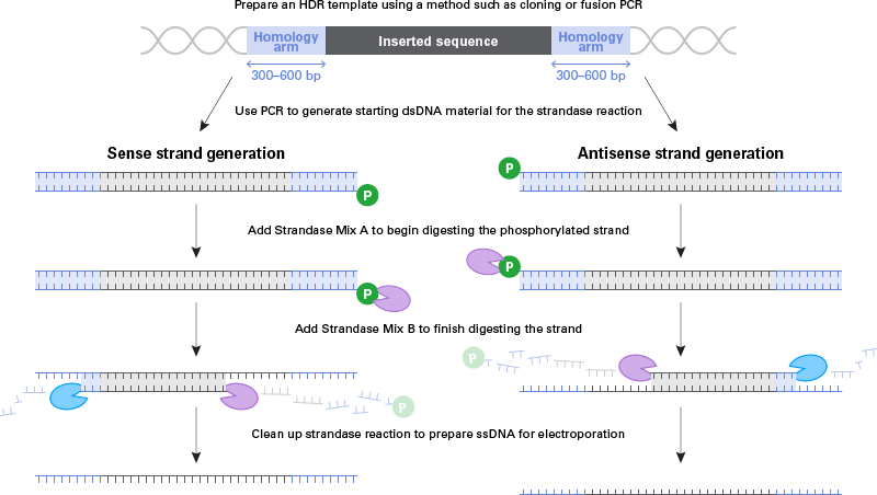 Preparation of long ssDNA