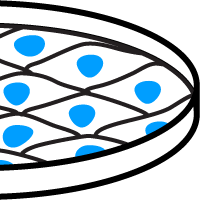 Lentiviral cell lines