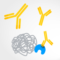 Antibodies against iDimerize Homodimer DmrB DmrA and DmrC domains. Also detect FKBP12 and FRB fusions