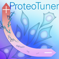 Control protein stability using a small molecule ligand, Shield1