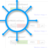 Lentiviral gene transfer technology with the power and versatility of our state-of-the-art tetracycline-regulated gene expression system