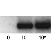 Use TetR monoclonal antibody to detect tetracycline transactivators on Western blots