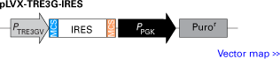 pLVX-TRE3G-IRES bicistronic response vector