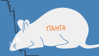Controlling gene expression in transgenic mice
