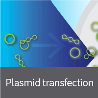 Plasmid transfection reagents