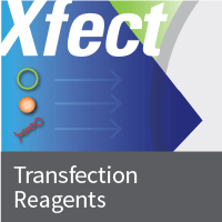 Protein transfection reagents