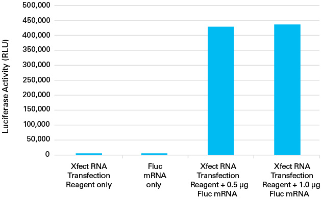 Xfect MicroRNA Transfection Reagent successfully transfects firefly luciferase (Fluc) messenger RNA into HeLa cells. 