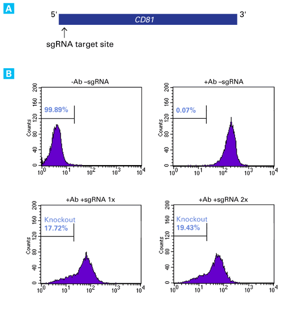 Functional knockout of the endogenous CD81 gene by sgRNA transfection
