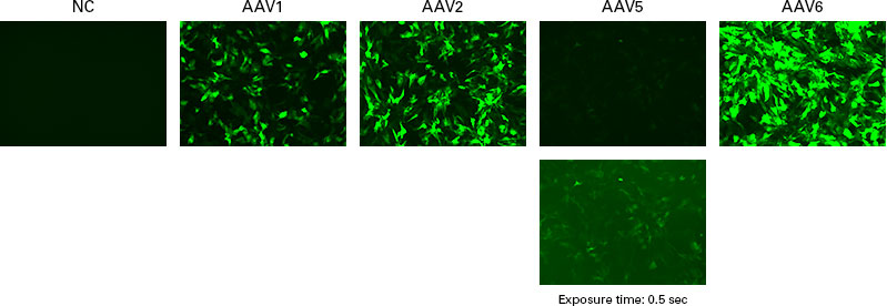Purified AAV vectors successfully infect iPSC-derived cardiomyocytes