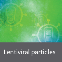 Fluorescent premade lentivirus for whole-cell labeling