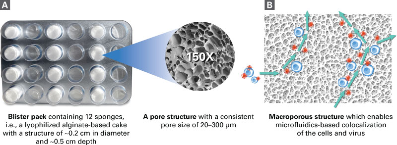Lenti-X T-Cell Transduction Sponge details