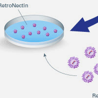 Tech note describing the use of RetroNectin and CD3 antibody for