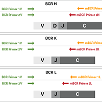 Mouse BCR profiling tech note