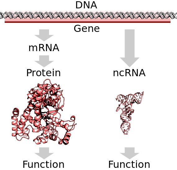 Coding and noncoding transcript production from DNA