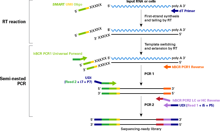 Schematic of technology and workflow for SMART-Seq Human BCR (with UMIs)