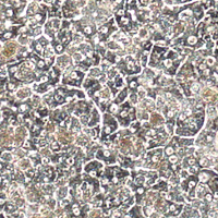 Primary hepatocyte medium