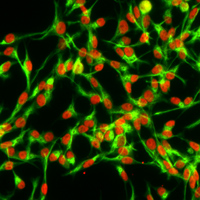 Neural stem cells
