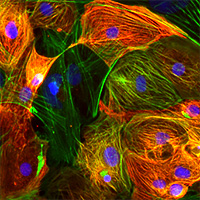 Identifying transcription factors involved in cardiomyocyte heterogeneity