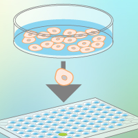 single cell cloning of human induced pluripotent stem cells