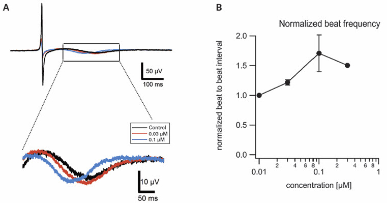 Cardiomyocte and Nifedipine