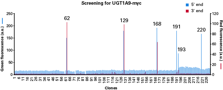 Screening clones for a correct insertion