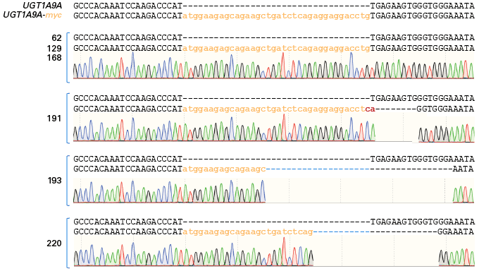 Sanger sequencing confirms clonal lines tagged with myc