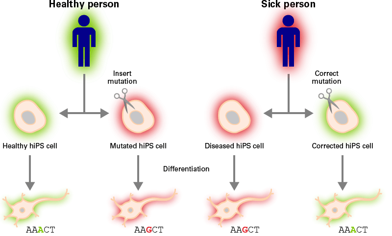 Human iPS cells offer a renewable source of clonal diseased or healthy cells.