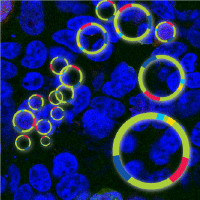 High-throughput 96-well plate purification of transfection-grade plasmid