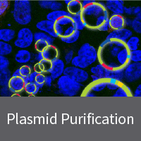 Purify large scale high quality plasmid for molecular biology and cell biology applications