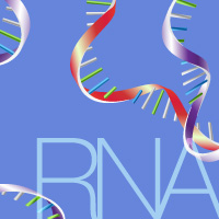 Magnetic-bead based isolation of RNA from tissue and cell samples