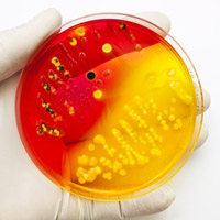 NucleoSpin Microbial DNA product page
